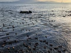 -深圳湾公园(南山区)