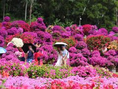 -莲花山公园