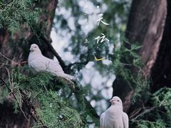 -天坛公园