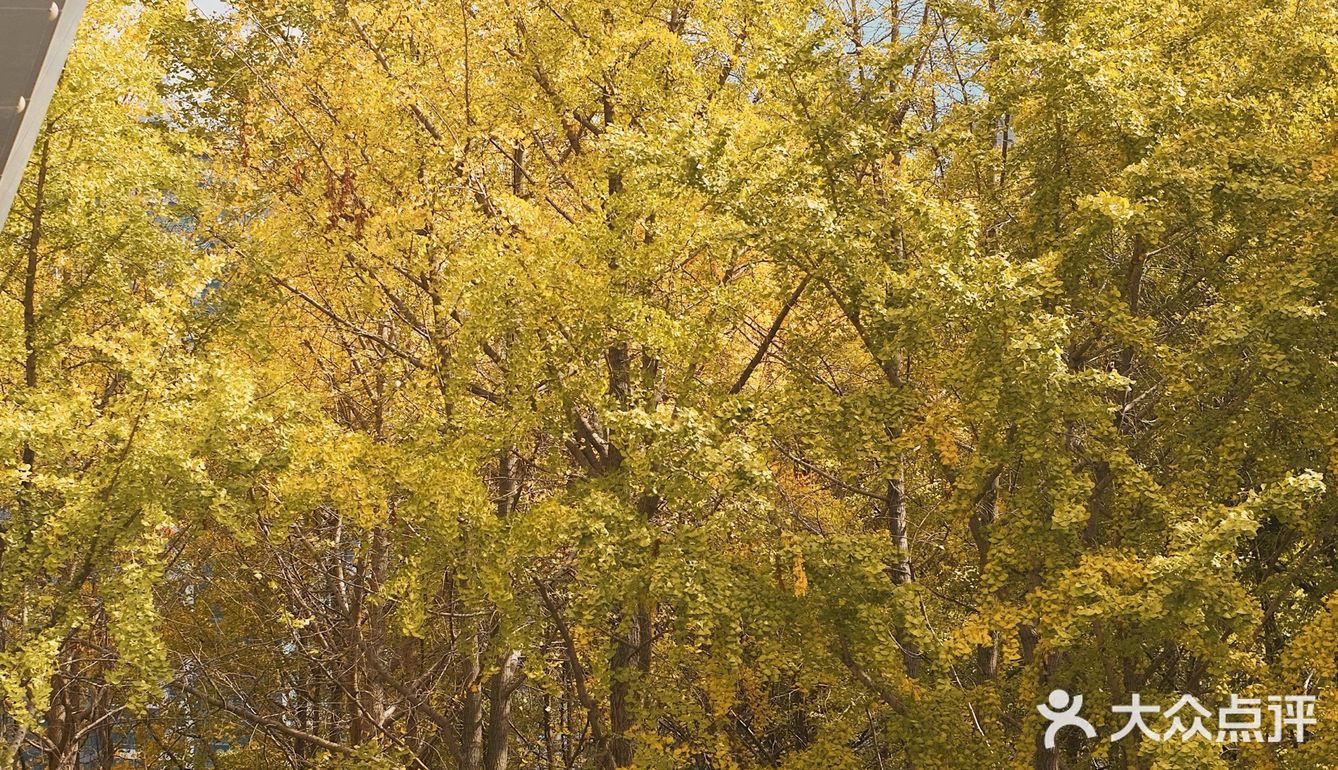 魔都秋天最火的银杏咖啡店