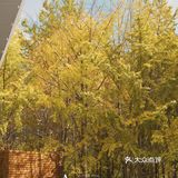 魔都秋天最火的银杏咖啡店