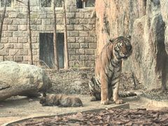 -北京野生动物园