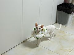 -美联众合动物医院·24h转诊中心