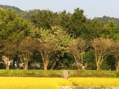 -红山村