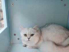 -FAELING PETS美天灵宠物(合生汇店)