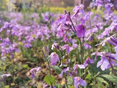 -绵阳盛世樱花悠乐谷