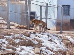 -青藏高原野生动物园