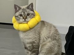 -关爱宠物医院·猫科中心·消化科(滨湖万达分院)