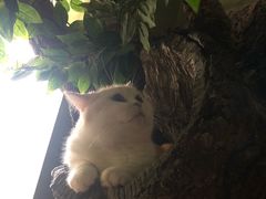 -猫猫幼稚园·撸猫·桌游·电玩