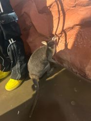 -Zoolung Zoolung动物主题公园(海信广场店)