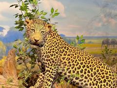 -陕西自然博物馆