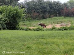 -北京野生动物园