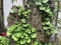 -月栖华明-云间草堂清茶馆(泗泾古镇店)