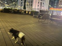 -百好乐宠物友好餐厅(朝外大街店)