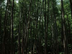 -杭州植物园