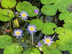 -国家植物园南园