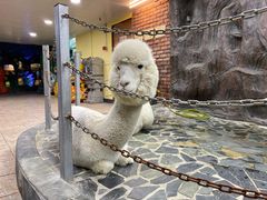 -上海大自然野生昆虫馆(东方明珠·爬宠昆虫探索中心)