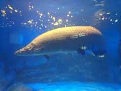 -烟台海昌鲸鲨海洋公园