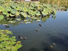 -前关湿地公园