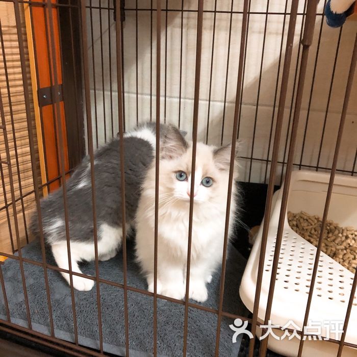 亮亮猫舍图片-北京宠物店-大众点评网