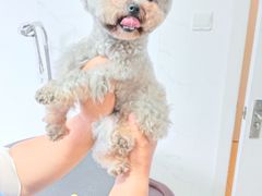 -宠爱多约克夏马尔济斯泰迪小型犬专卖