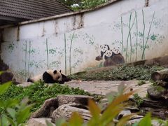 -中国大熊猫保护研究中心雅安碧峰峡基地