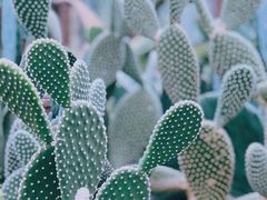 -深圳市中科院仙湖植物园