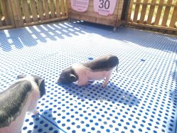 -萌宠亲子动物乐园(槐房万达店)