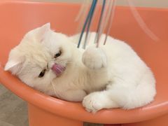 -More Fun猫咖 二十只万元加菲主题
