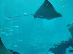 -海棠湾洲际-涛·海底餐厅·美人鱼·自助餐·海底隧道
