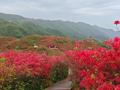 -大围山国家森林公园