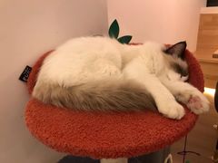 -猫腻·猫咖·撸猫馆(星光大道店)