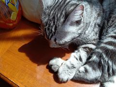 -芭比堂爱心动物医院(柯桥康爱分院)