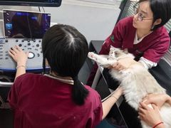 -伟伟宠物医院·CT影像中心·瑞派犬猫综合性门诊(汉口总院)