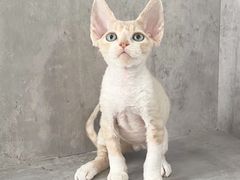-小猫来了·猫舍(红山六九七九店)