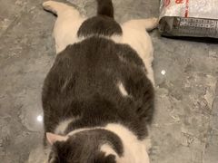 -北京观赏动物医院·24小时大型综合·猫专科·异宠专科