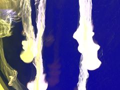 -上海海洋水族馆