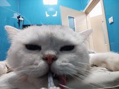 -爱诺耐芙动物医院(万博店)