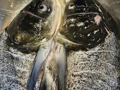 -小团圆灶台鱼·百城头牌菜(千岛湖店)