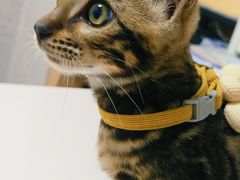 -谐和贝康宠物医院24小时·宠保定点(急重症转诊中心)