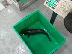 -鑫御隆斑鱼庄(雅安店)