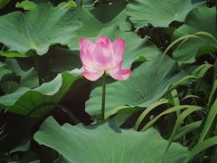 -荷塘月色湿地公园·向阳花洲
