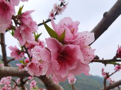 -青林口古镇