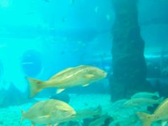 -北戴河圣蓝海洋公园