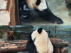 -上海野生动物园