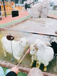 -造物庄园 萌宠纪(苏州湾歌林公园店)