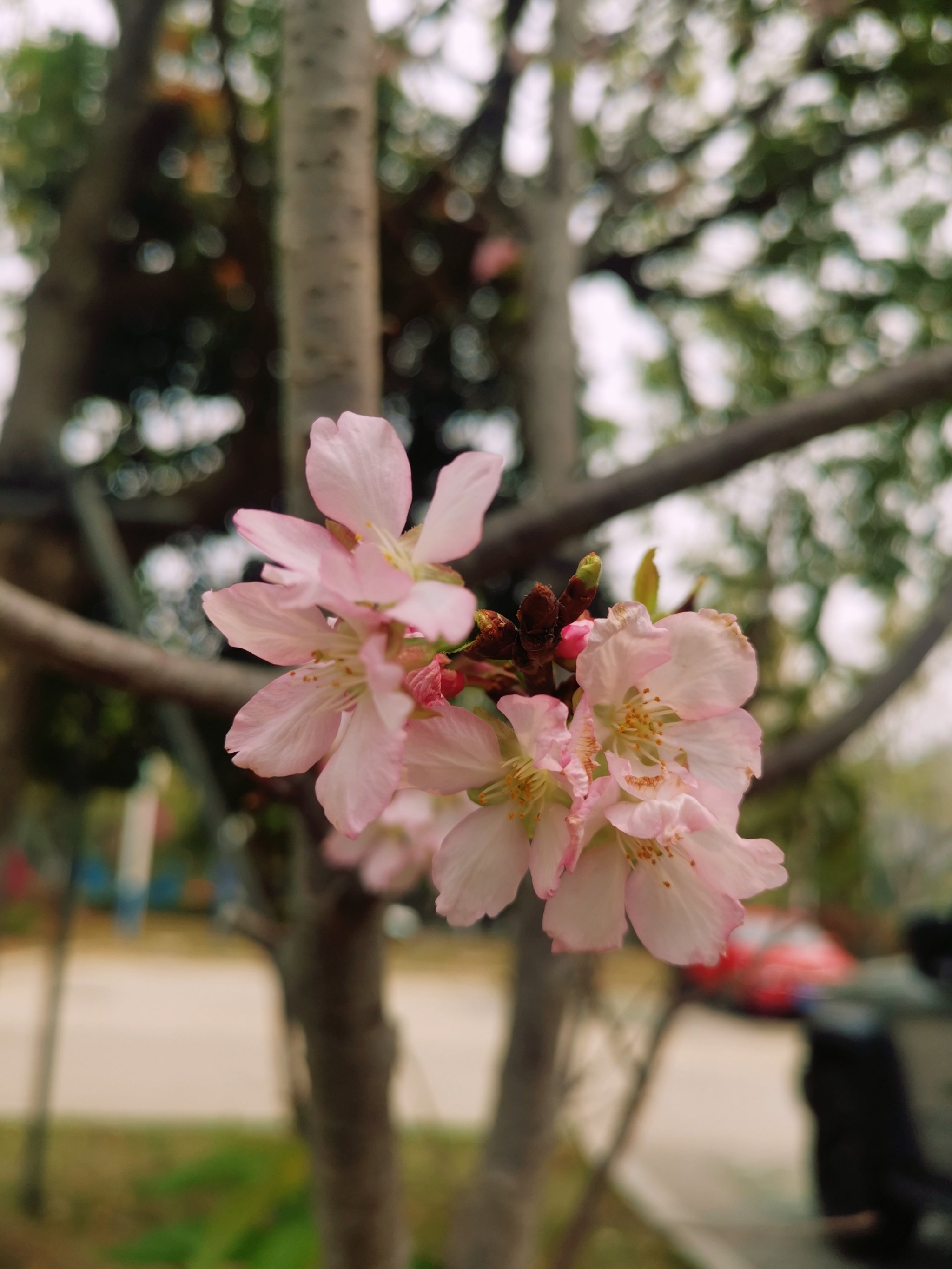 汕尾市市花图片