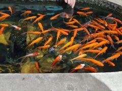 -黄家码头老火锅(解放碑旗舰店)
