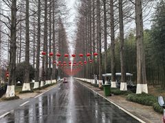 -黄海国家森林公园