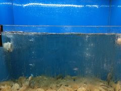 -赶海部落海鲜城(海阳路店)